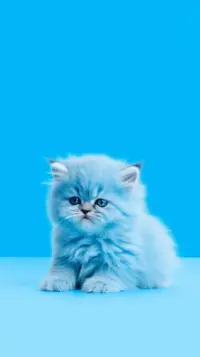 Cute Kitty Cat Blue Wallpaper