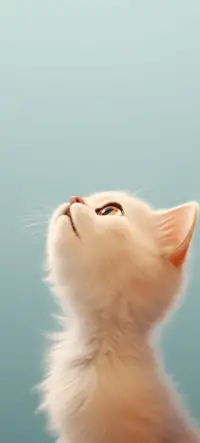 Cute Kitty Wallpaper